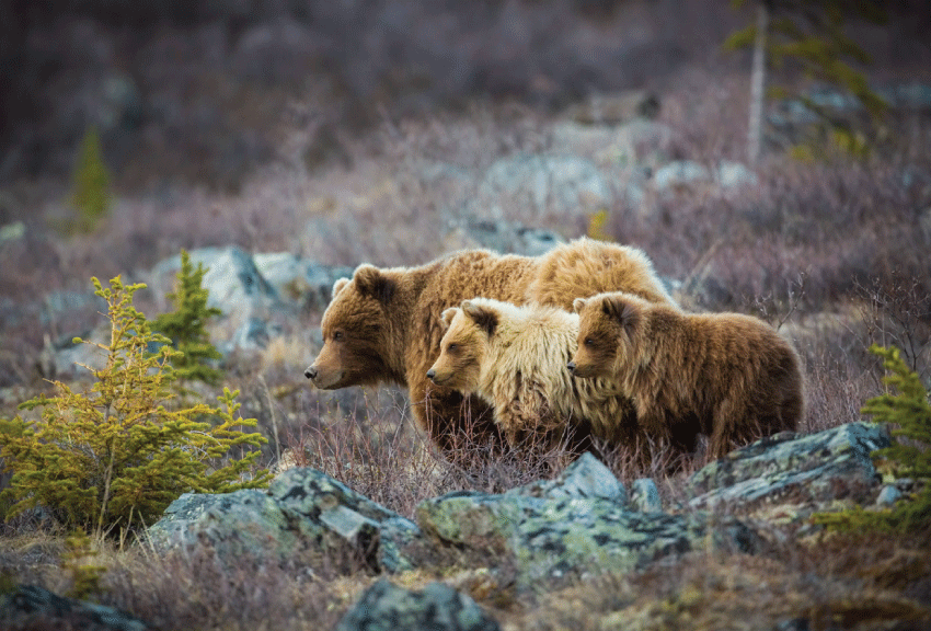 Grizzly Bears by Eddie Fisher