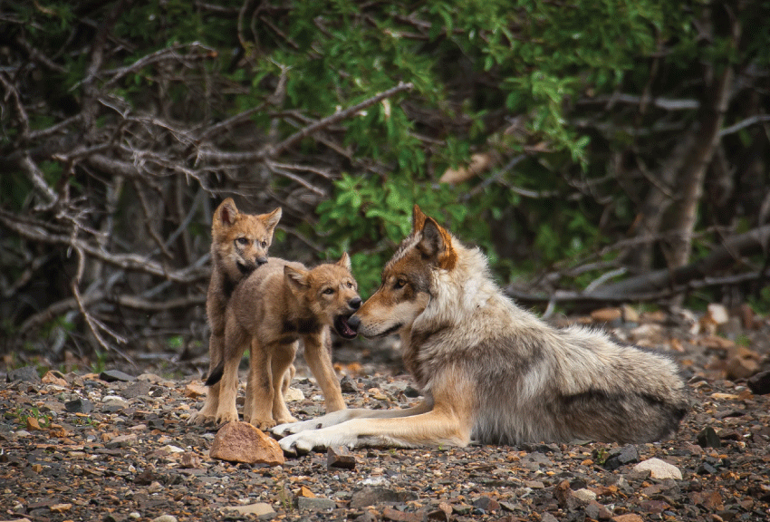 Wolves by Eddie Fisher